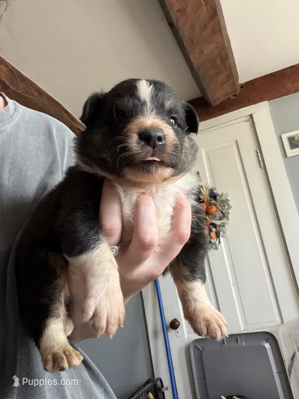 Blue – Australian Shepherd puppy for sale in Greenwood, ME