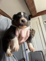 Blue, a male Australian Shepherd for sale in Greenwood, ME – 1 of 2