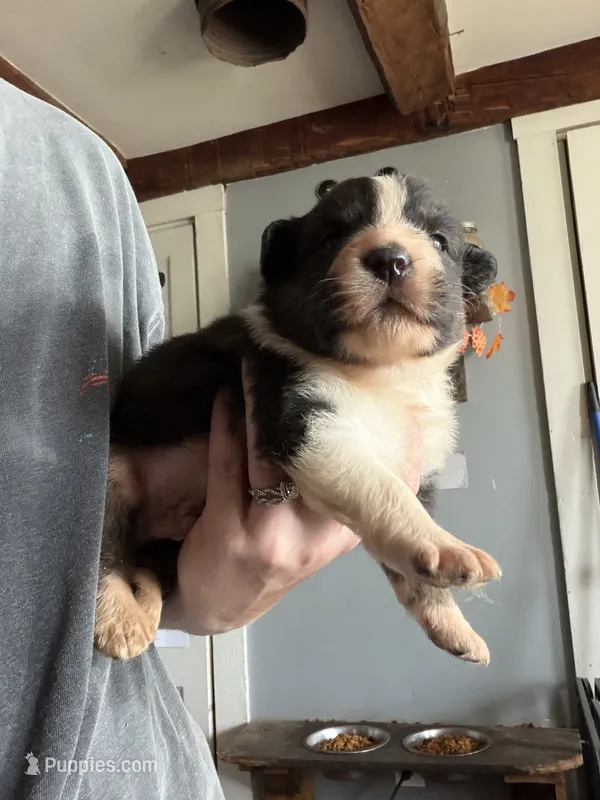 Yellow – Australian Shepherd puppy for sale in Greenwood, ME