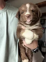 Purple , a female Australian Shepherd for sale in Greenwood, ME – 2 of 4
