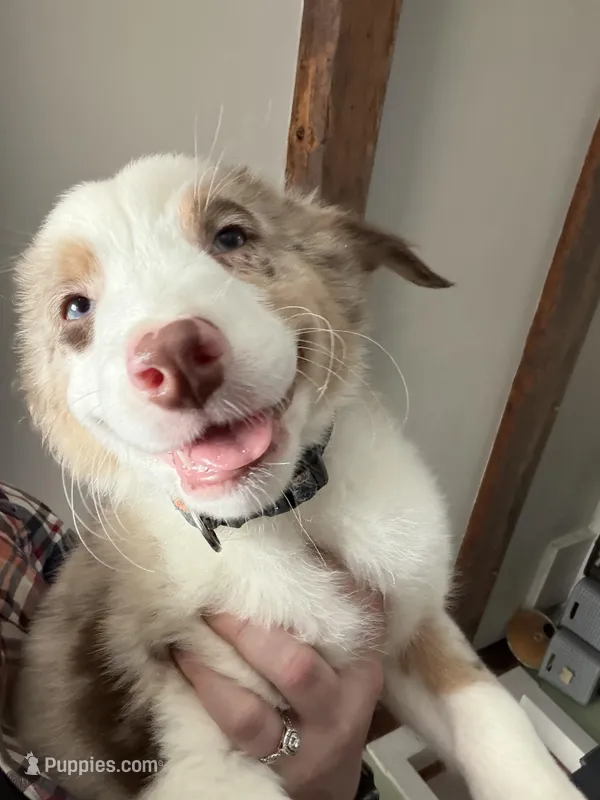 Yellow , a male Australian Shepherd for sale in Greenwood, ME – Photo 1 of 5