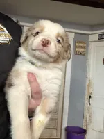 Yellow , a male Australian Shepherd for sale in Greenwood, ME – Photo 4 of 5