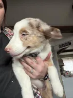 Yellow , a male Australian Shepherd for sale in Greenwood, ME – Photo 3 of 5