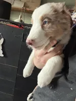 Yellow , a male Australian Shepherd for sale in Greenwood, ME – Photo 2 of 5