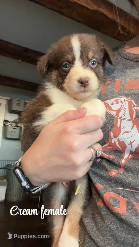 Cream – Australian Shepherd puppy for sale in Greenwood, ME
