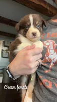 Cream, a female Australian Shepherd for sale in Greenwood, ME – 1 of 1