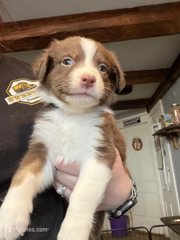 Light pink , a female Australian Shepherd for sale in Greenwood, ME – Photo 1 of 2