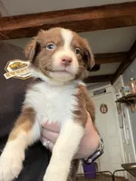 Light pink , a female Australian Shepherd for sale in Greenwood, ME – Photo 1 of 2