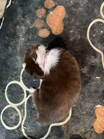 Light pink , a female Australian Shepherd for sale in Greenwood, ME – Photo 2 of 2