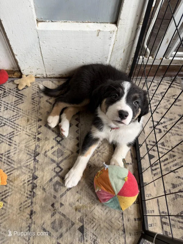 Coral – Australian Shepherd puppy for sale in Greenwood, ME