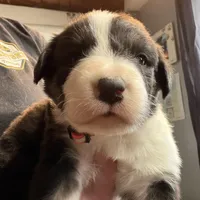 Coral, a female Australian Shepherd for sale in Greenwood, ME – Photo 6 of 8