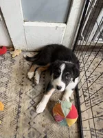 Coral, a female Australian Shepherd for sale in Greenwood, ME – Photo 3 of 8