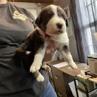 Coral, a female Australian Shepherd for sale in Greenwood, ME – Photo 8 of 8