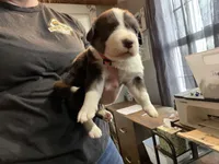 Coral, a female Australian Shepherd for sale in Greenwood, ME – Photo 4 of 4