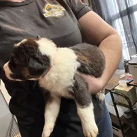 Coral, a female Australian Shepherd for sale in Greenwood, ME – Photo 7 of 8