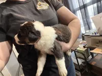 Coral, a female Australian Shepherd for sale in Greenwood, ME – Photo 3 of 4