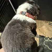 Coral, a female Australian Shepherd for sale in Greenwood, ME – Photo 5 of 8