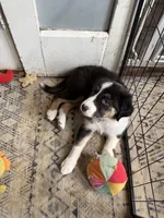 Coral, a female Australian Shepherd for sale in Greenwood, ME – Photo 4 of 8