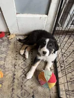 Coral, a female Australian Shepherd for sale in Greenwood, ME – Photo 2 of 8