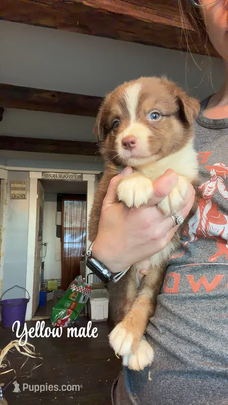 Yellow – Australian Shepherd puppy for sale in Greenwood, ME