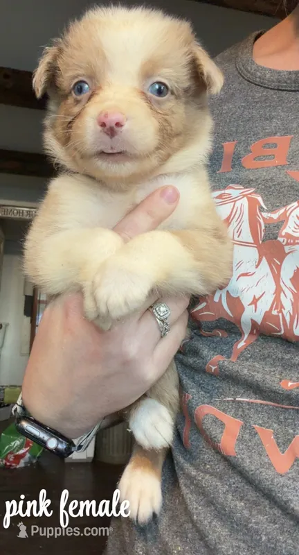 Pink  – Australian Shepherd puppy for sale in Greenwood, ME