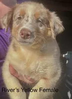 Yellow, a female Australian Shepherd for sale in Greenwood, ME – 5 of 5