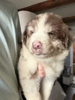 Pink, a female Australian Shepherd for sale in Greenwood, ME – 3 of 4
