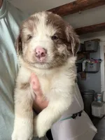 Pink, a female Australian Shepherd for sale in Greenwood, ME – 1 of 4