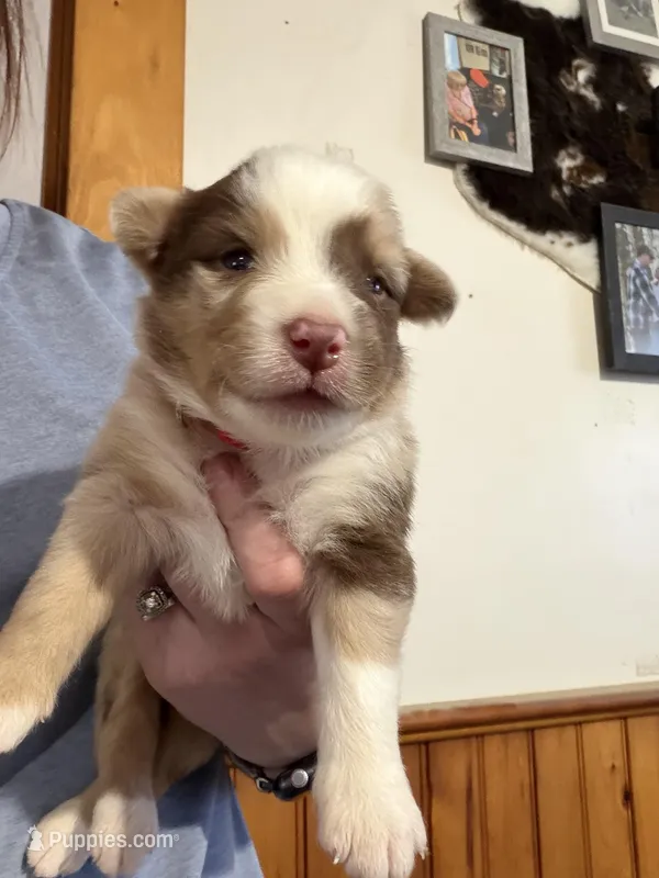 Red – Australian Shepherd puppy for sale in Greenwood, ME