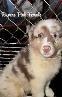 Pink, a female Australian Shepherd for sale in Greenwood, ME – 6 of 6