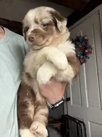 Yellow , a female Australian Shepherd for sale in Greenwood, ME – 2 of 3