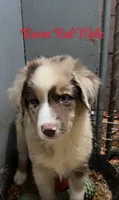 Red, a male Australian Shepherd for sale in Greenwood, ME – 4 of 4