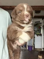 Purple , a female Australian Shepherd for sale in Greenwood, ME – 4 of 4