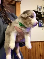 Green, a female Australian Shepherd for sale in Greenwood, ME – Photo 2 of 4