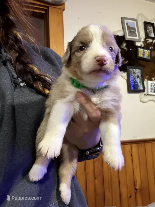 Green – Australian Shepherd puppy for sale in Greenwood, ME