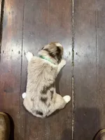 Green, a female Australian Shepherd for sale in Greenwood, ME – Photo 4 of 4