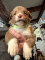 Lime, a female Australian Shepherd for sale in Greenwood, ME – Photo 1 of 3