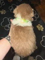 Lime, a female Australian Shepherd for sale in Greenwood, ME – Photo 3 of 3