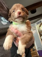 Lime, a female Australian Shepherd for sale in Greenwood, ME – Photo 2 of 3