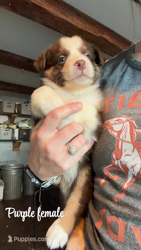 Purple  – Australian Shepherd puppy for sale in Greenwood, ME