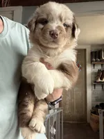 Yellow , a female Australian Shepherd for sale in Greenwood, ME – 1 of 3