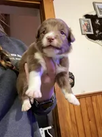 Lime, a female Australian Shepherd for sale in Greenwood, ME – Photo 1 of 4