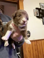 Lime, a female Australian Shepherd for sale in Greenwood, ME – Photo 2 of 4