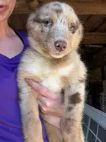 Red, a female Australian Shepherd for sale in Greenwood, ME – 4 of 4