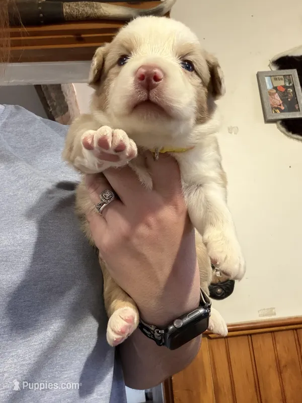 Yellow – Australian Shepherd puppy for sale in Greenwood, ME