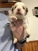 Yellow, a female Australian Shepherd for sale in Greenwood, ME – Photo 1 of 3