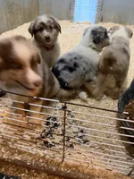 Pink, a female Australian Shepherd for sale in Greenwood, ME – 5 of 6