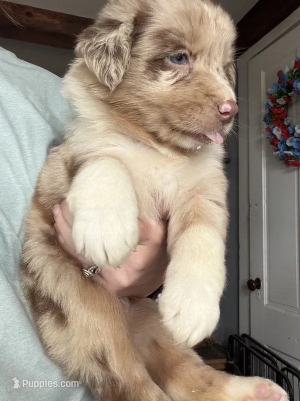 Red – Australian Shepherd puppy for sale in Greenwood, ME