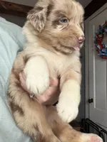 Red, a female Australian Shepherd for sale in Greenwood, ME – 1 of 4