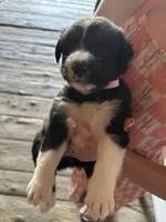 Light pink, a female Australian Shepherd for sale in Greenwood, ME – Photo 3 of 5